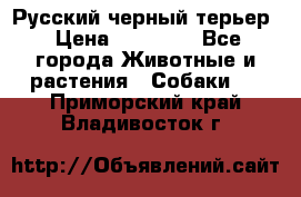 Русский черный терьер › Цена ­ 35 000 - Все города Животные и растения » Собаки   . Приморский край,Владивосток г.